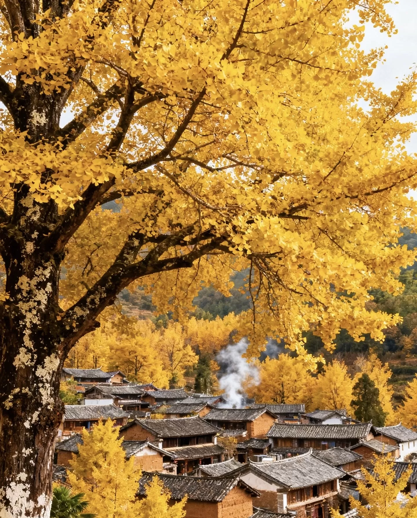 銀杏村