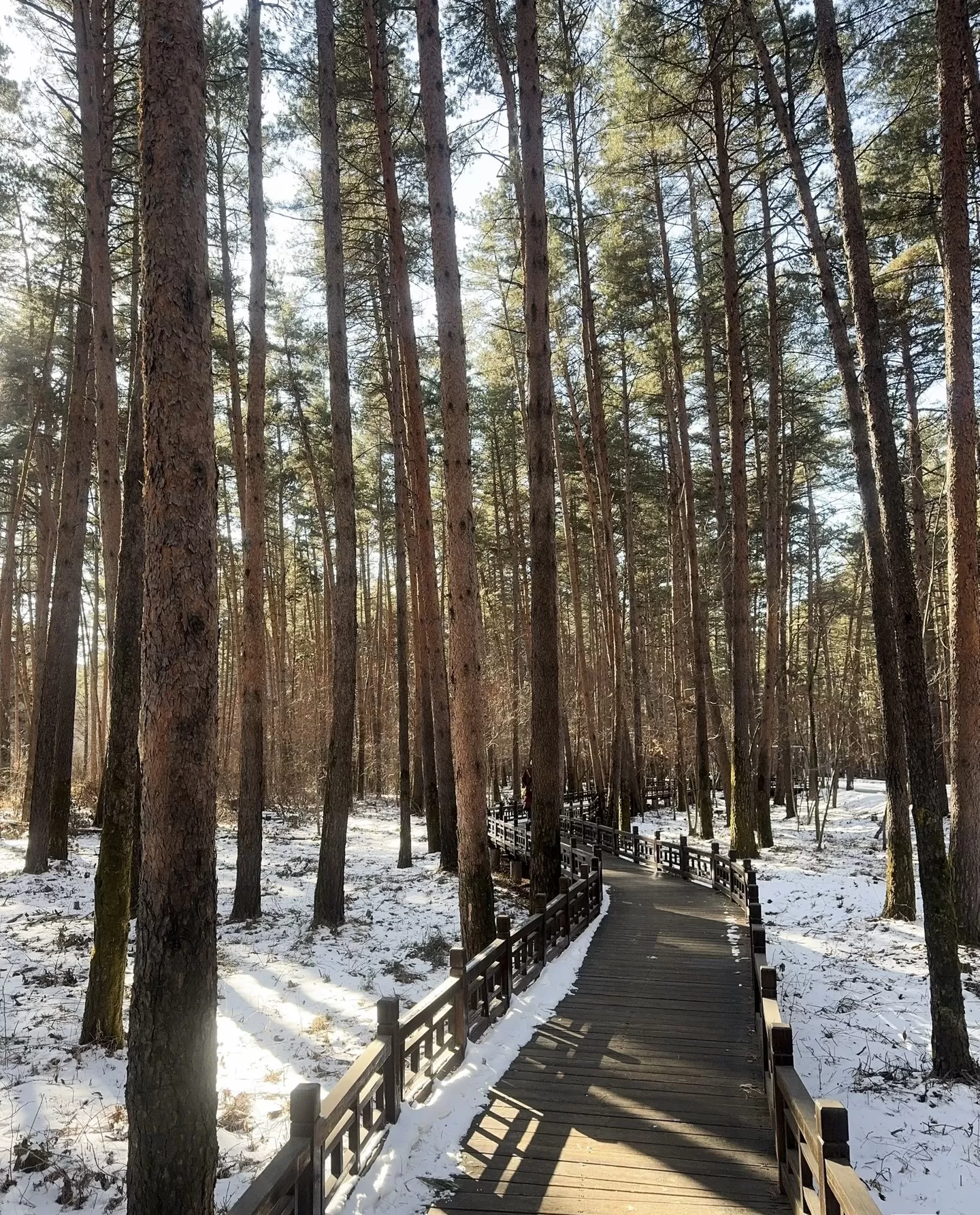 美人松公園