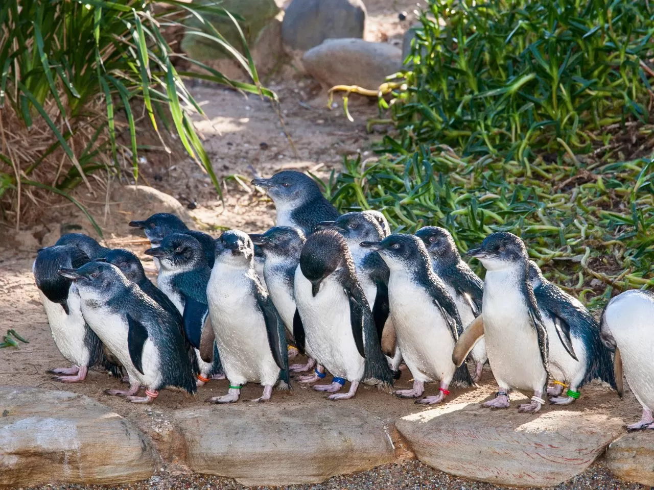 菲利普島自然公園 – 企鵝遊行 Philip Island