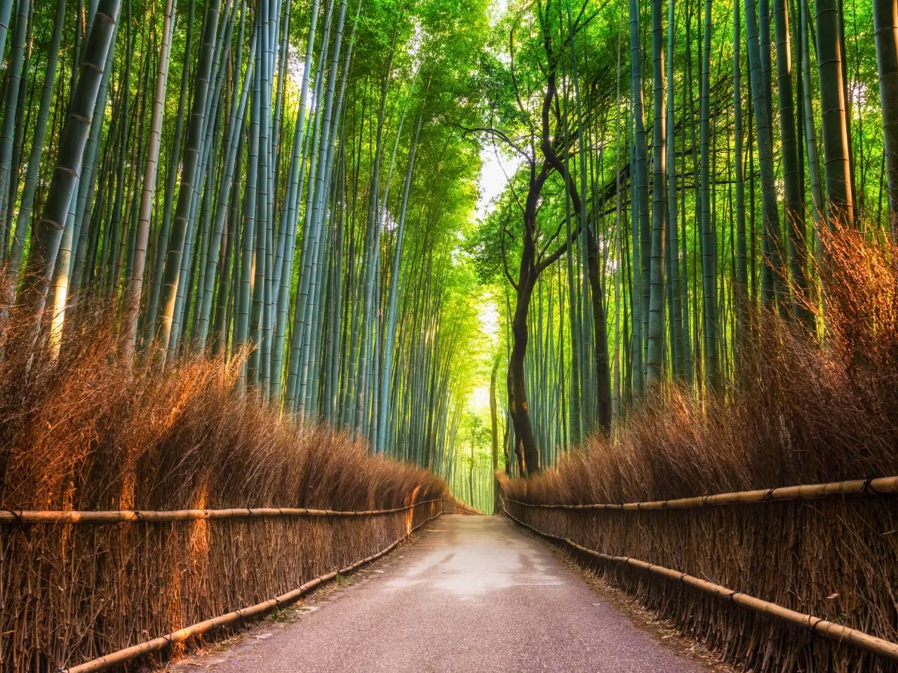 嵐山竹林小徑