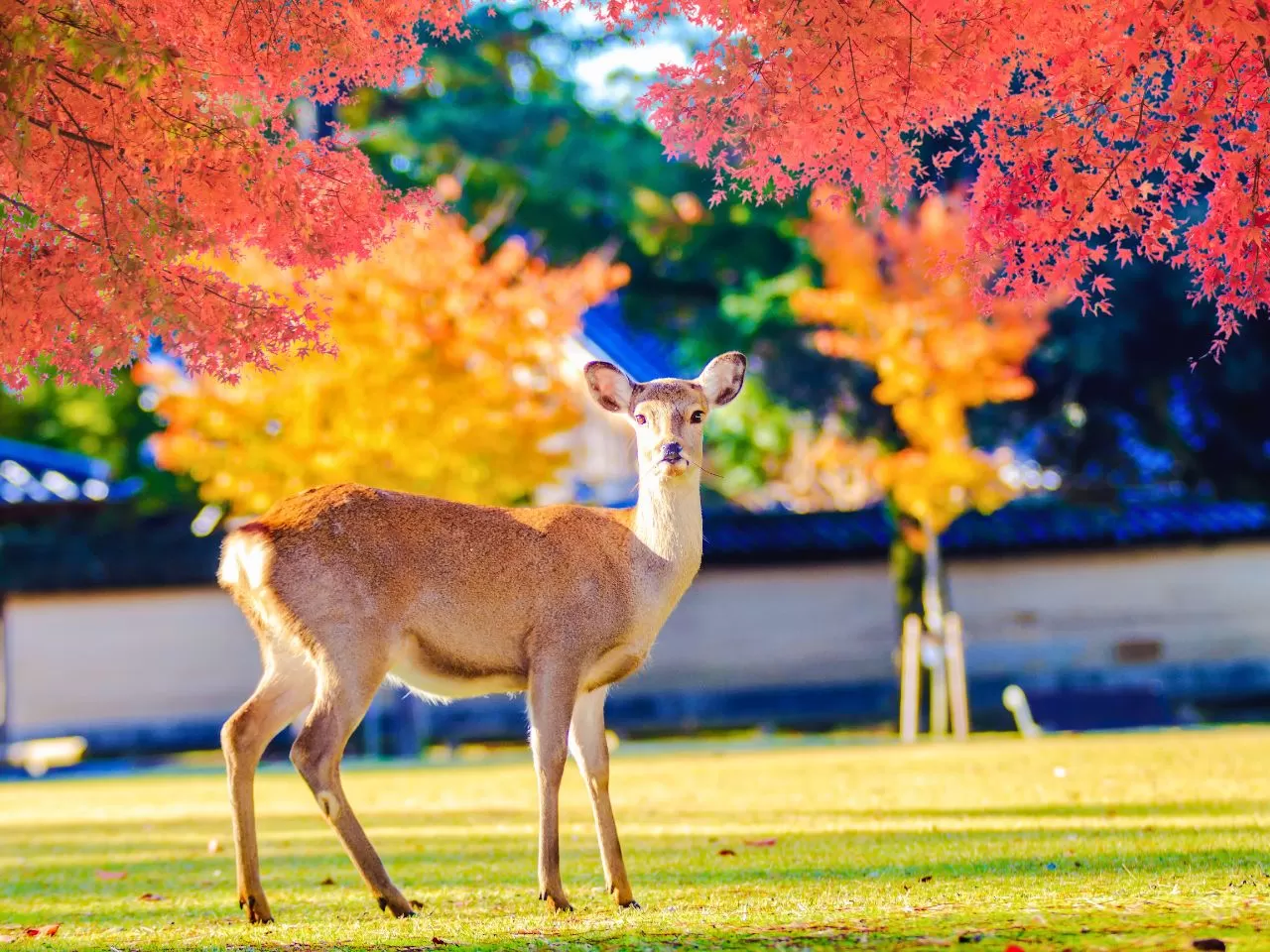 奈良公園