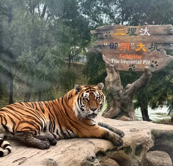 東北虎林園
